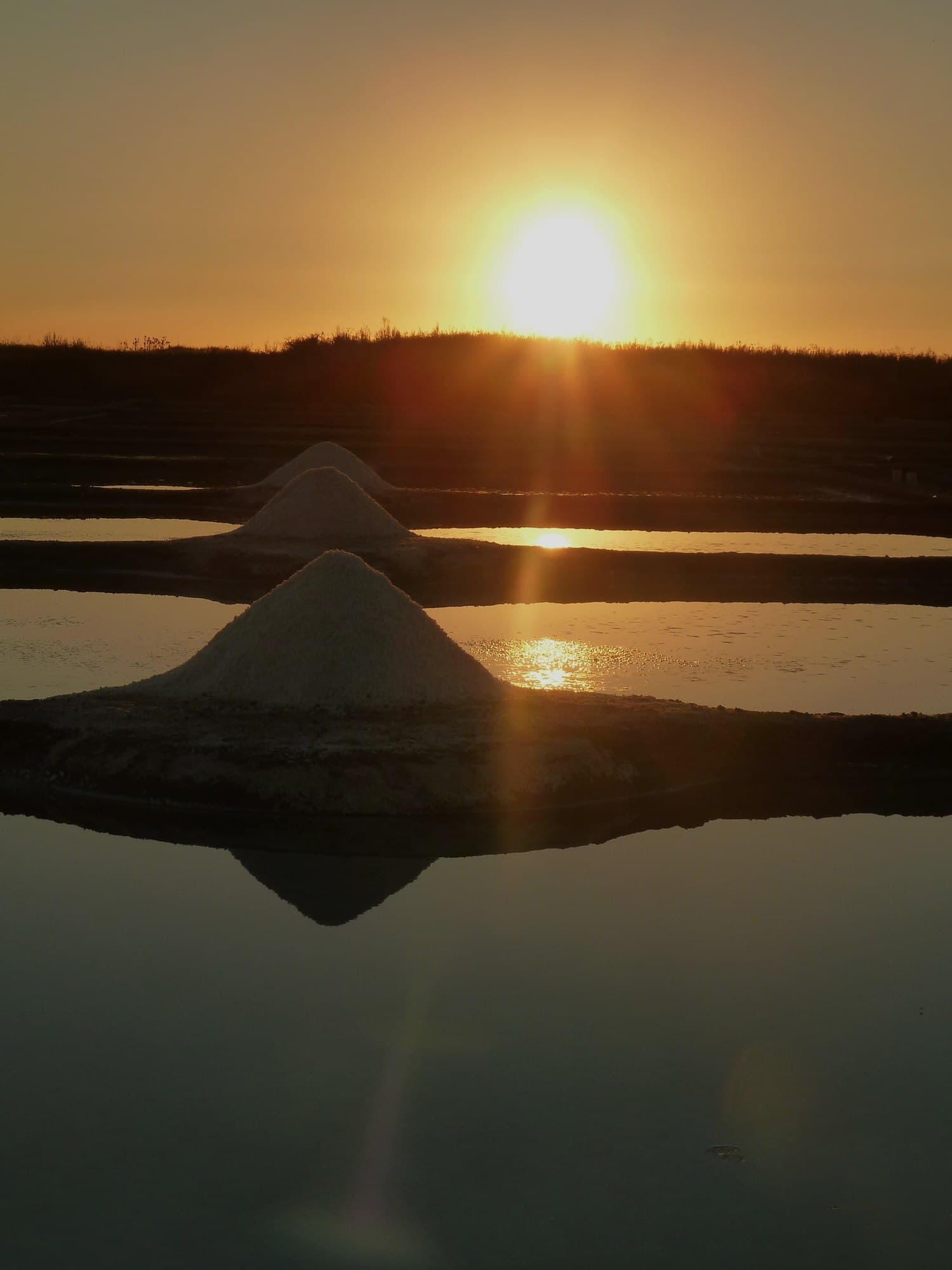 Le soleil se couchant sur les œillets pendant la saison de récolte